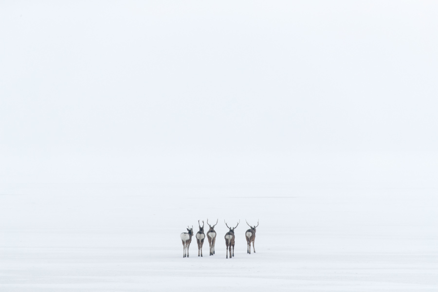 Ciervos Sika alejandose en la niebla buscando refugio