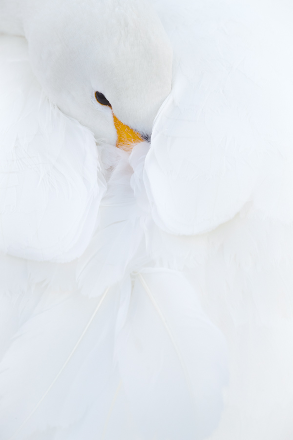 El pelaje especialmente blanco es una de las caracteristicas de los Cisnes Whooper
