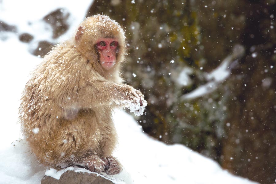 Joven macaco en el parque Jigokudani Monkey