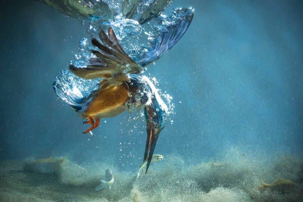 The kingfisher, El rey pescador, la fotografia que sin duda cambio mi vida2