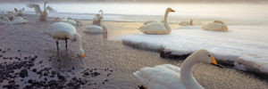 Los Cisnes Whooper disfrutan de las aguas templadas del lago Kussharo