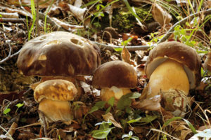 Boletus aereus 3008x2000