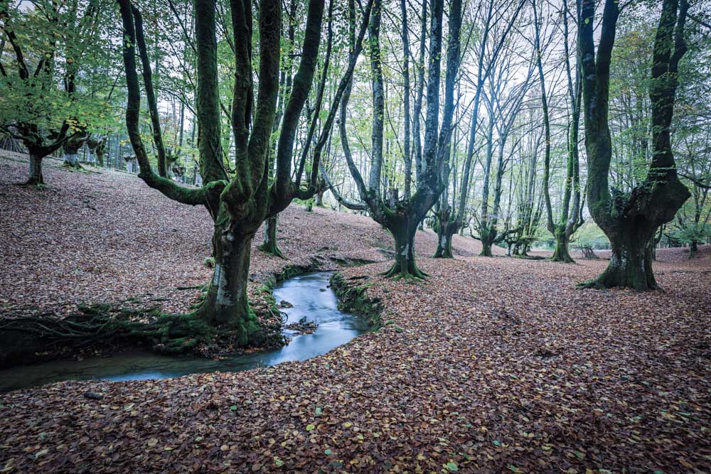 Bosques con alma 11 copia