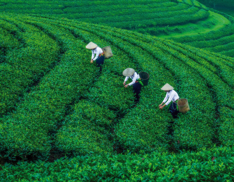 Mujeres de campo trabajando entre las hermosas terrazas de la plantación de té Long Coc en Vietnam. ©Zay Yar Lin