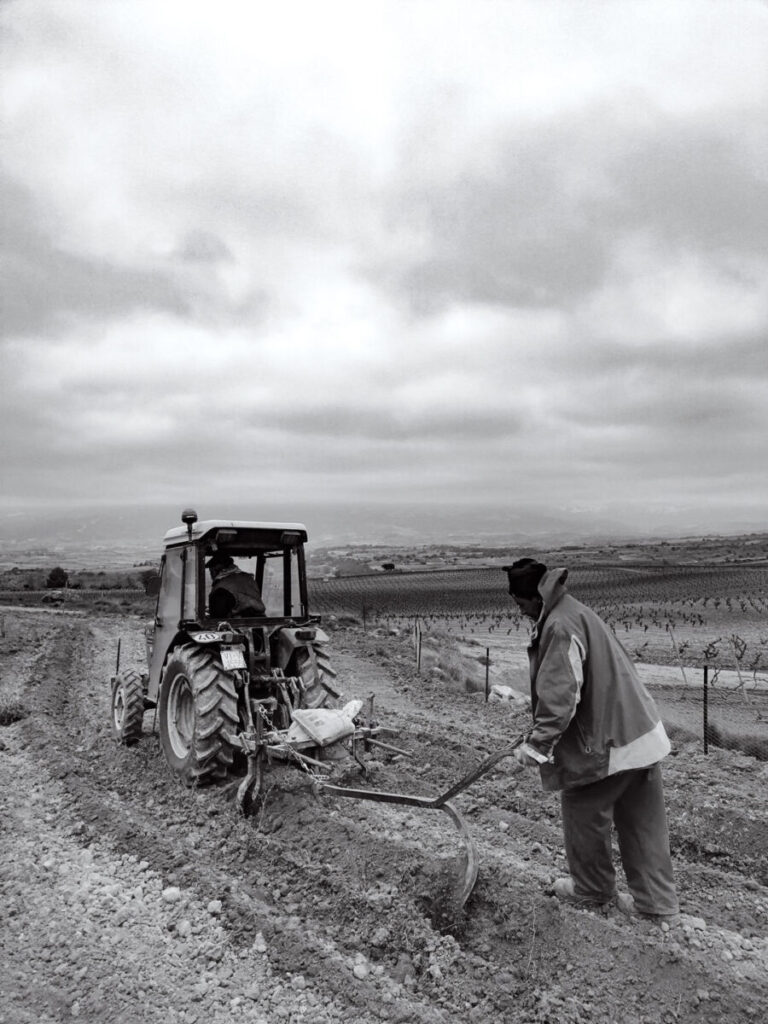 Preparando el terreno para una nueva plantación