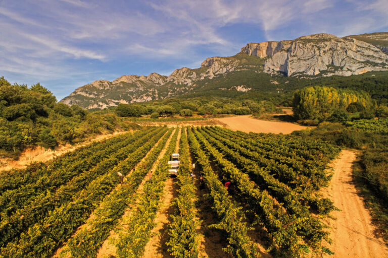 Viñedos bajo la Sierra