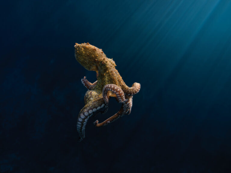 Siempre he pensado que tener una imagen de algún animal marino