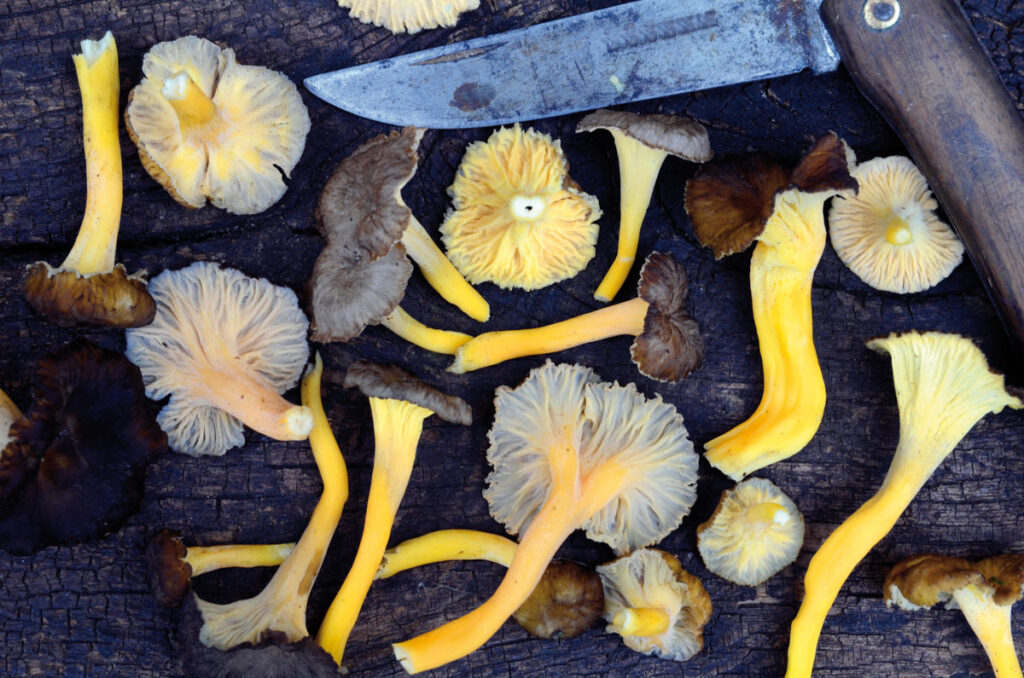 Variedad de setas cantharellus sobre una tabla de madera.