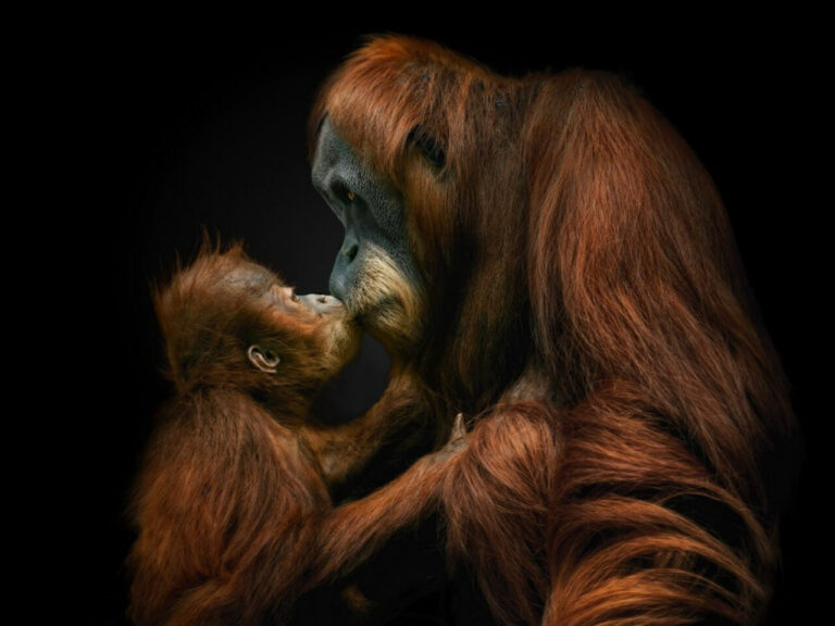 Amor incondicional: los vínculos emocionales no son exclusivos de los humanos y se pueden ver con facilidad en muchas especies como estos orangutanes de Borneo.