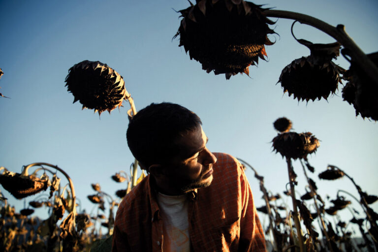 Kike Turrón en un campo de girasoles al atardecer ©Mario Lezaun
