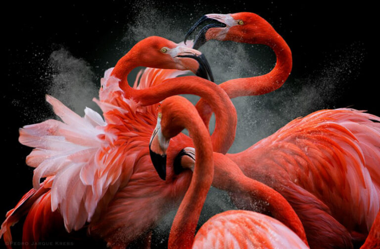 Black Friday: una batalla feroz entre flamencos, parecida a las que vemos cada Black Friday en las grandes superficies.