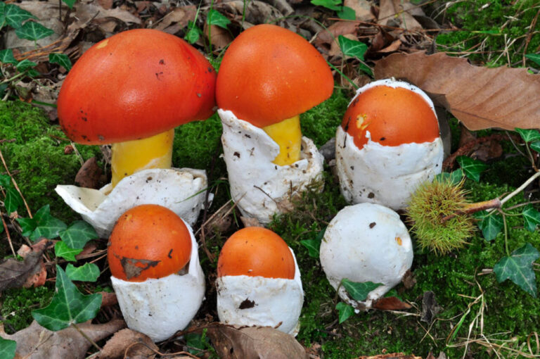 Boletus edulis.