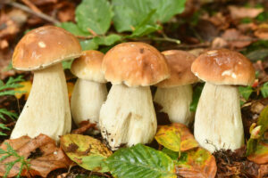 Conjunto de setas Boletus edulis en un entorno natural