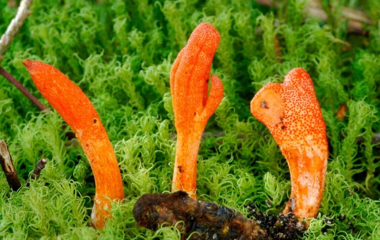 Cordyceps militaris.