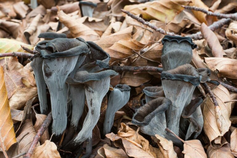 Craterellus cornucopioides.