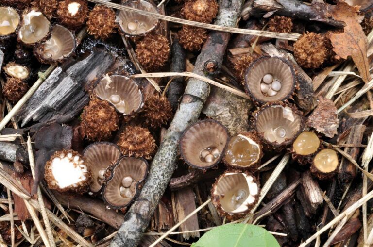 Cyathus striatus.