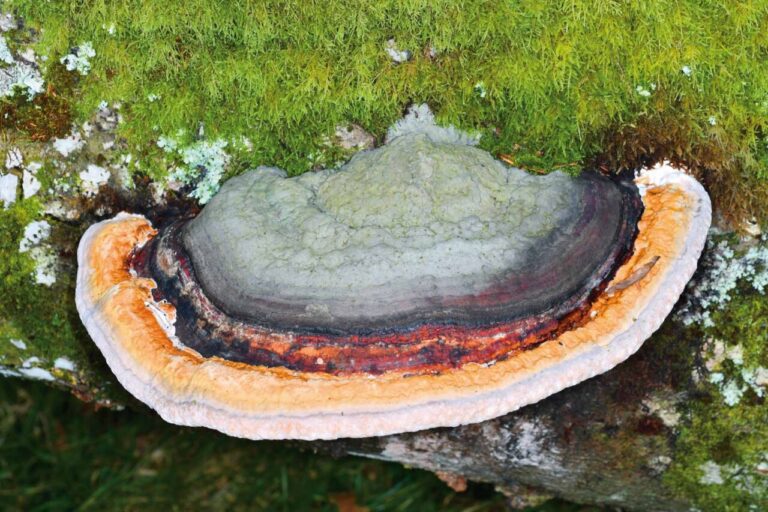 Fomitopsis pinicola.