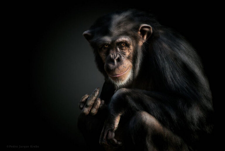 Que tengas un lindo día... humano: hay gestos que reconocemos casi universalmente, pero nunca sabremos (¿o sí?) las verdaderas intenciones de este chimpancé.