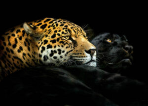 Ébano y marfil: una pareja de jaguares amazónicos, uno de ellos melanístico. Los animales no hacen distinciones de color.