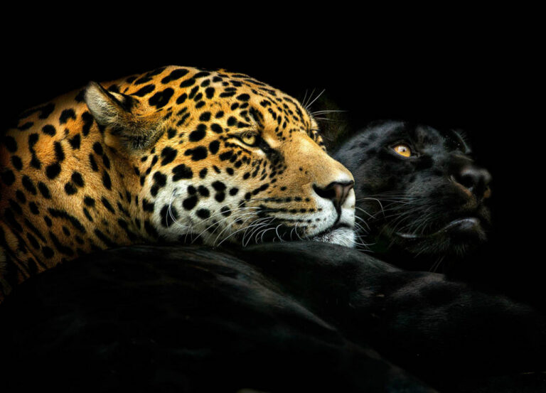 Ébano y marfil: una pareja de jaguares amazónicos, uno de ellos melanístico. Los animales no hacen distinciones de color.