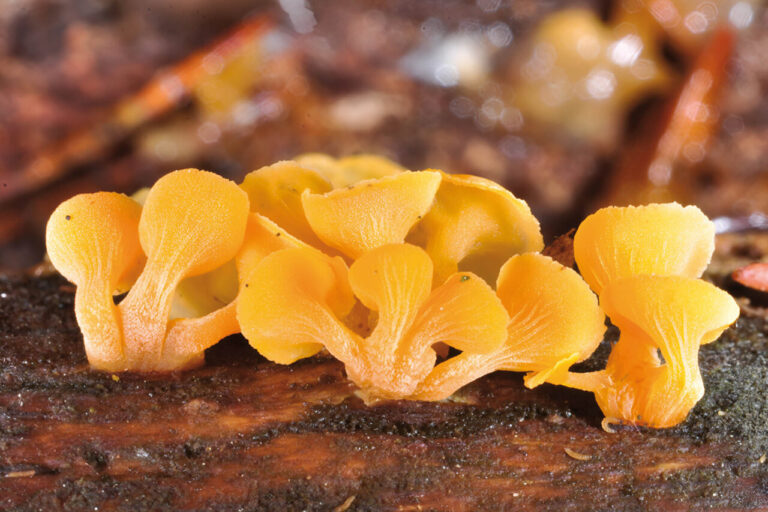 Guepiniopsis buccina.