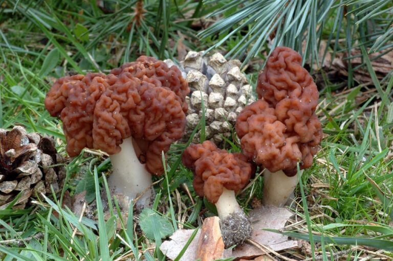 Gyromitra esculenta.