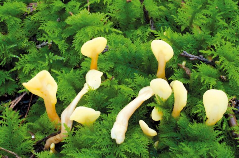 Spathularia flavida.