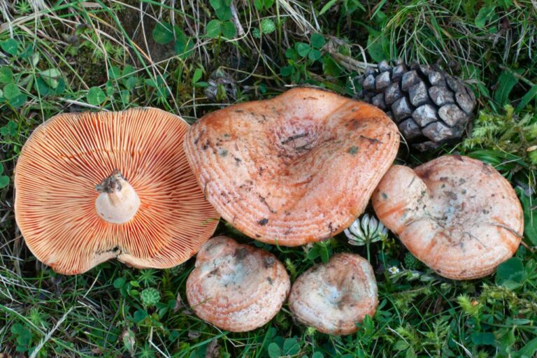Lactarius deliciosus.