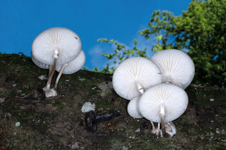Oudemansiella mucida.