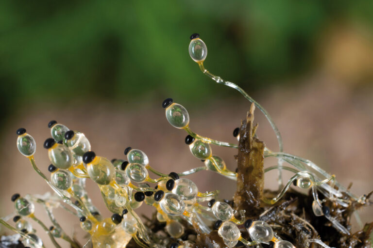 Pilobolus cf crystallinus.