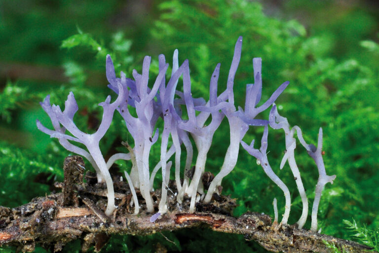 Ramariopsis pulchella.