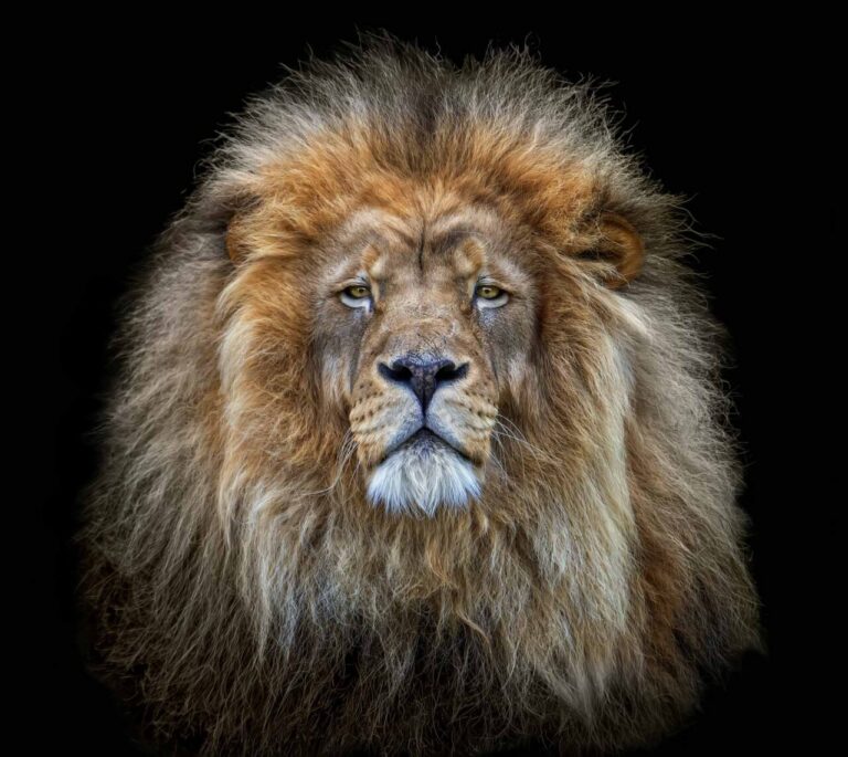 Rey de reyes: “Tras años fotografiando leones, supe que no era la melena lo que buscaba, sino esa mirada que te atraviesa. Un instante de presencia compartida, más allá de la fuerza”.