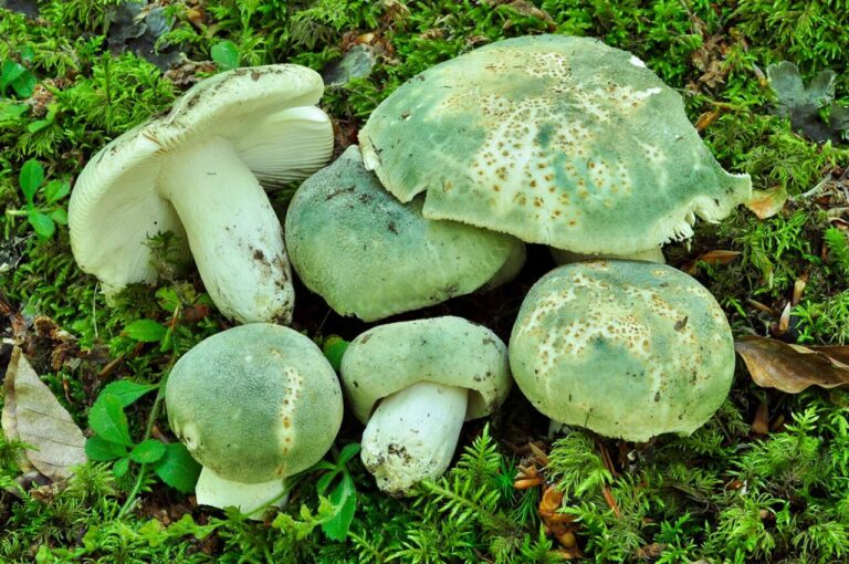 Russula virescens.