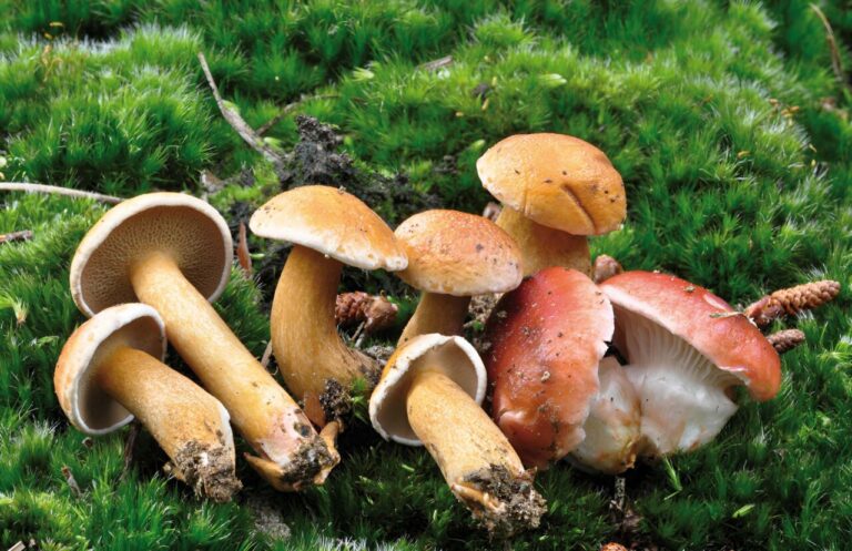 Suillus bovinus y Gomphidius roseus.